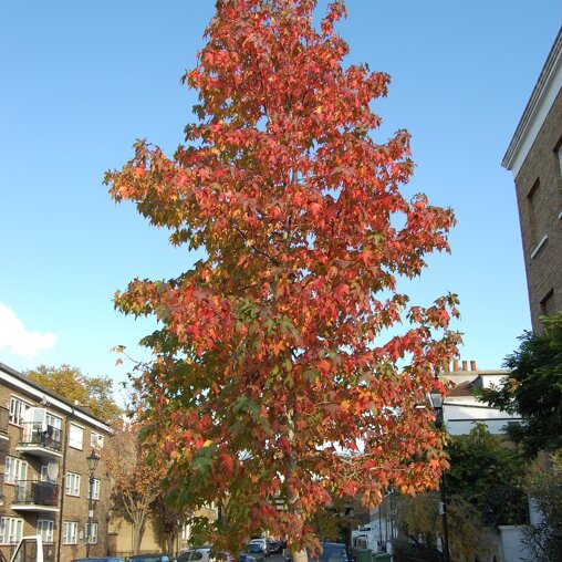Liquidambar styraciflua ‘Stared’