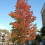 Liquidambar styraciflua ‘Stared’