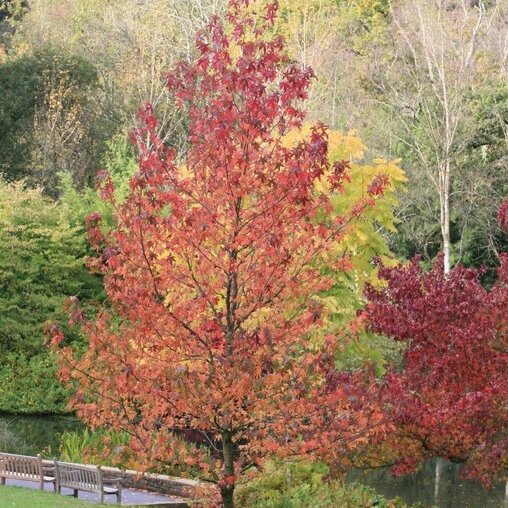 Liquidambar styraciflua ‘Worplesdon’