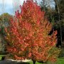 Liquidambar styraciflua ‘Worplesdon’