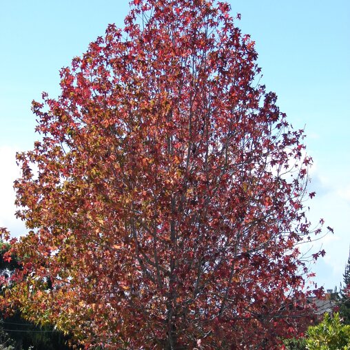 Liquidambar styraciflua