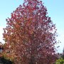 Liquidambar styraciflua