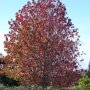 Amberboom beveerd (Liquidambar styraciflua)