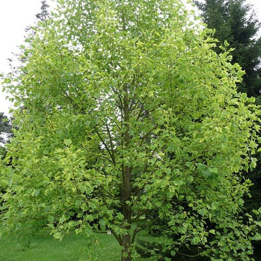 Liriodendron tulipifera ‘Aureomarginatum’