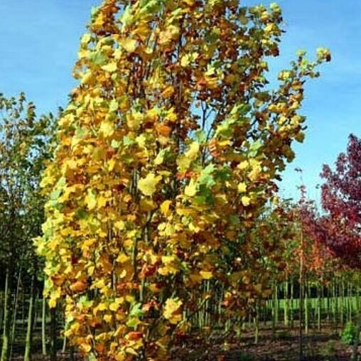 Liriodendron tulipifera ‘Fastigiatum’