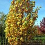 Liriodendron tulipifera ‘Fastigiatum’