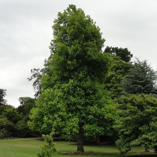 Liriodendron tulipifera