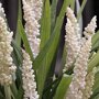 Liriope muscari 'Monroe White'