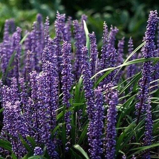 Liriope muscari