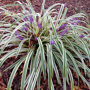 Liriope spicata Variegata