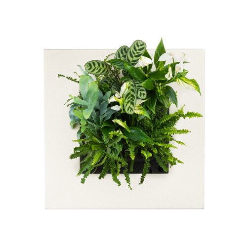 Mobilane LivePicture Go bamboe naturel