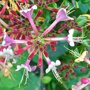 Lonicera heckrottii