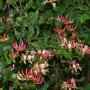 Lonicera heckrottii