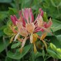 Lonicera henryi
