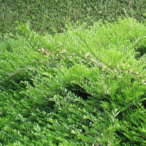 Lonicera nitida 'Elegant'