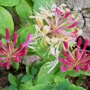 Lonicera periclymenum 'Belgica'