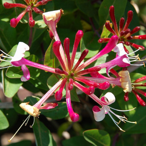Lonicera periclymenum 'Belgica'