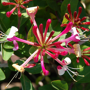 Lonicera periclymenum 'Belgica'