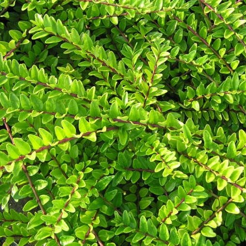 Lonicera nitida 'Maigrün'