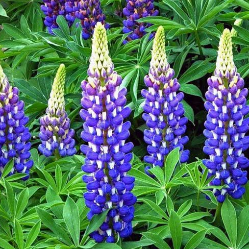 Lupine blauw - Lupinus