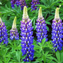 Lupine blauw - Lupinus