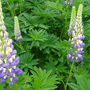 Lupine blauw - Lupinus