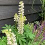 Lupine wit