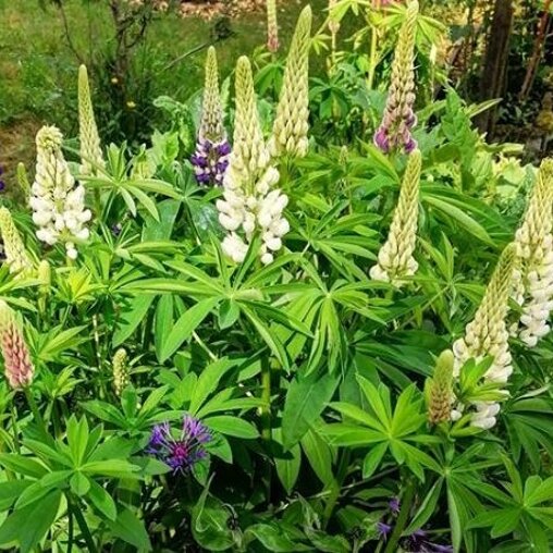 Lupine wit