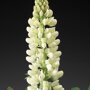 Lupine wit