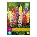 Lupine bollen Mix (XXL zak 10 stuks)