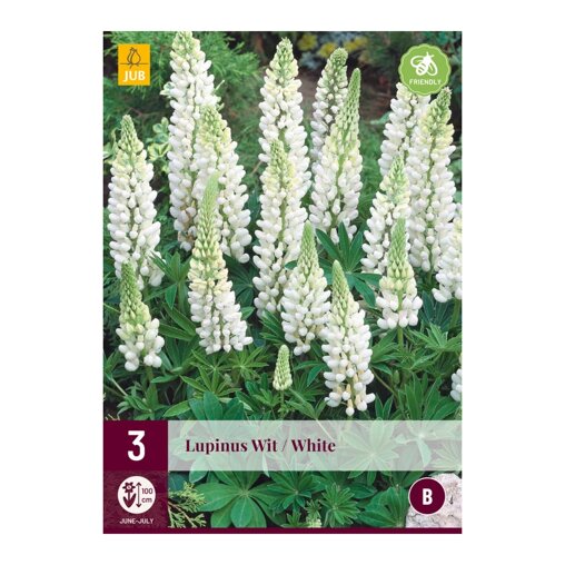 Lupine bollen White (zak van 3 stuks)