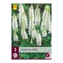 Lupine bollen White (zak van 3 stuks)