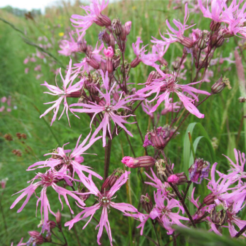 Echte koekoeksbloem detail