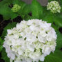 Boerenhortensia wit