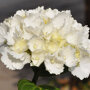 Boerenhortensia wit