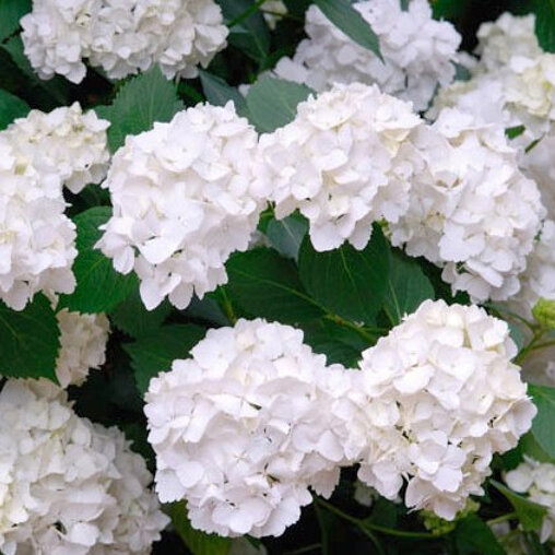 Boerenhortensia wit