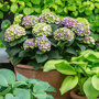 Hydrangea macrophylla 'Magical Amethyst'