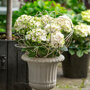 Hydrangea macrophylla 'Magical Noblesse'