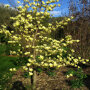 Magnolia brooklynensis 'Yellow River' boom