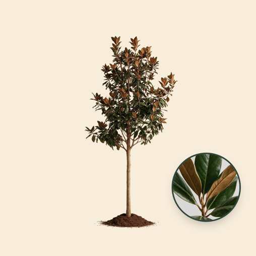 Magnolia grandiflora