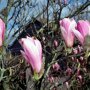 Magnolia 'Heaven scent' bleomen