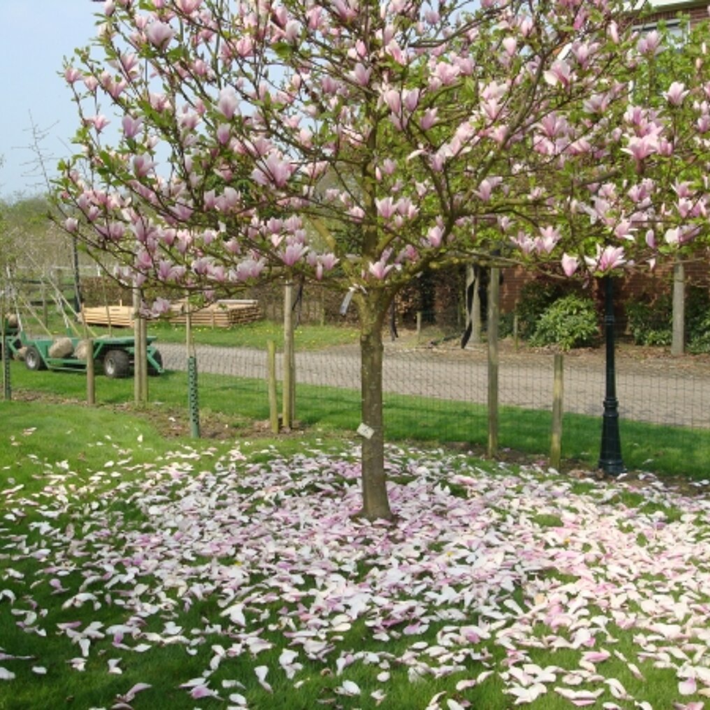 Vooruitzien tent In hoeveelheid Magnolia 'Heaven scent' kopen? Tuincentrum.nl bezorgt ✓ Snel in huis ✓  Advies voor en na aankoop