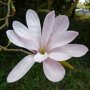 Magnolia loebneri ‘Leonard Messel’