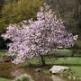 Magnolia loebneri ‘Leonard Messel’