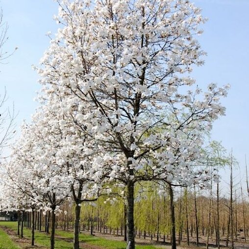 Magnolia loebneri ‘Leonard Messel’