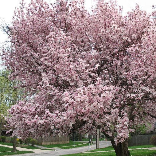 Magnolia ‘Spectrum’