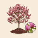 Magnolia ‘Spectrum’