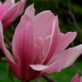 Magnolia ‘Spectrum’ blad