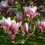 Magnolia ‘Spectrum’ blad