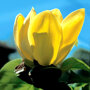 Magnolia brooklynensis 'Yellow River'